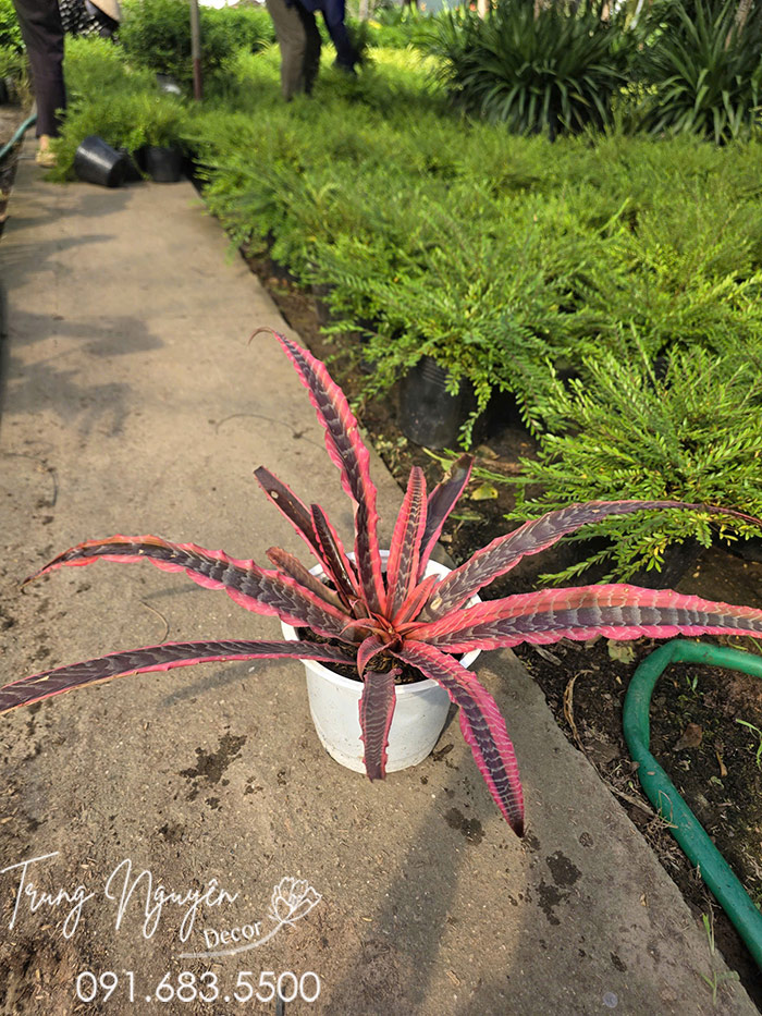 Cây Dứa Hồng Phụng