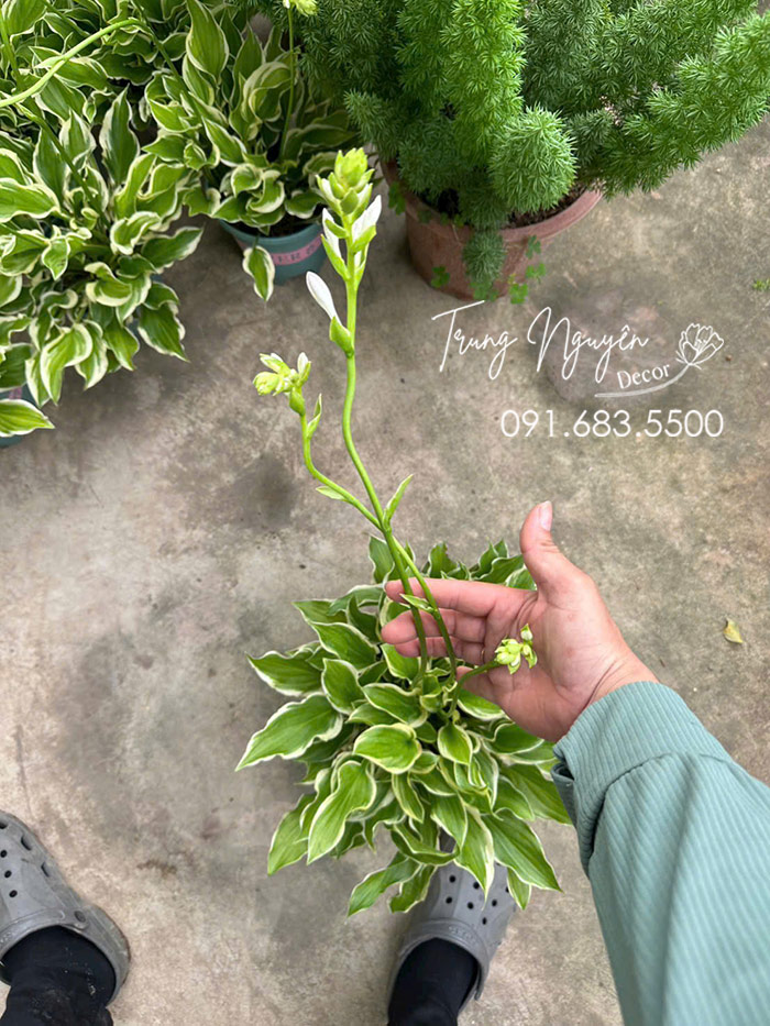 Cây Hoa Hosta