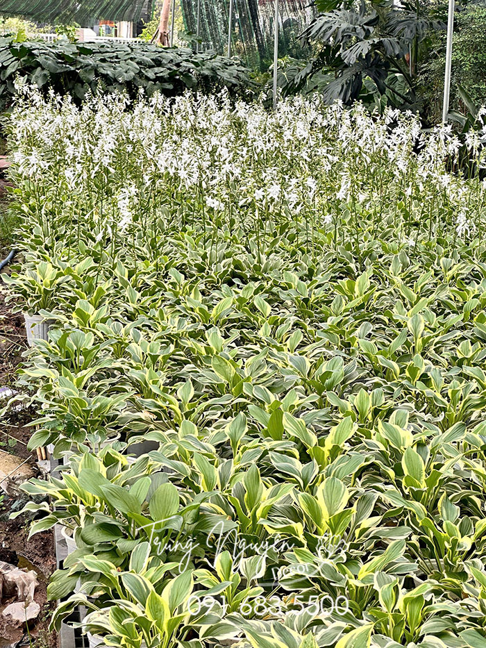 Cây Hoa Hosta