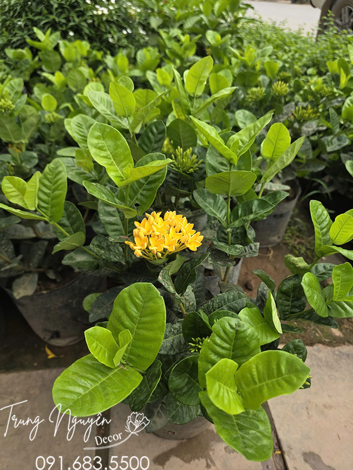 Cây Mẫu Đơn Hoa Vàng