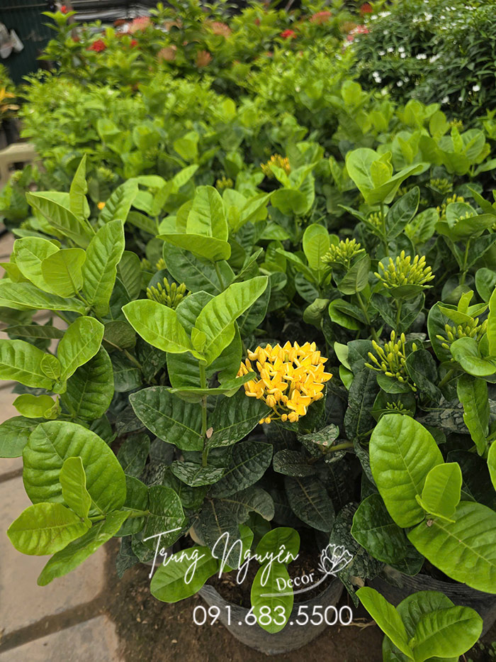 Cây Mẫu Đơn Hoa Vàng
