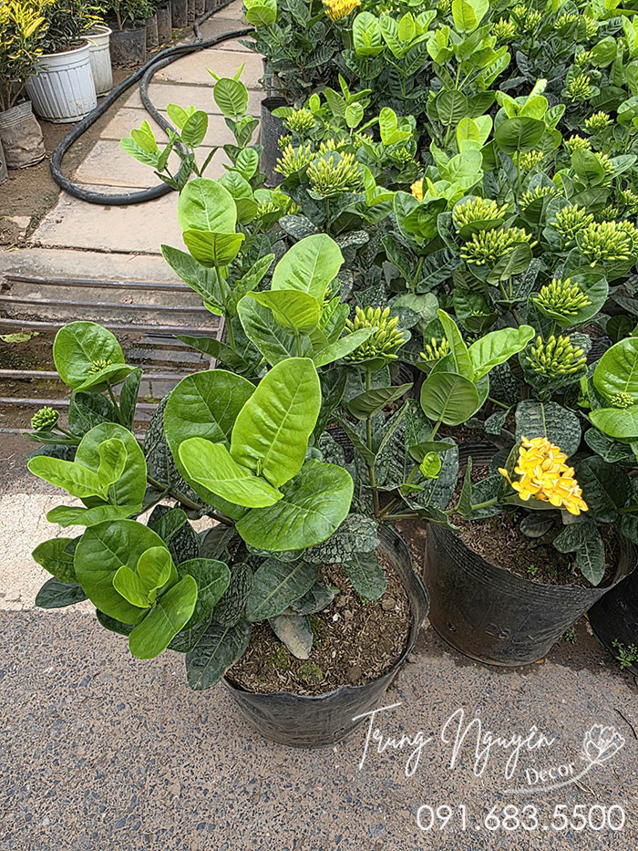 Cây Mẫu Đơn Hoa Vàng
