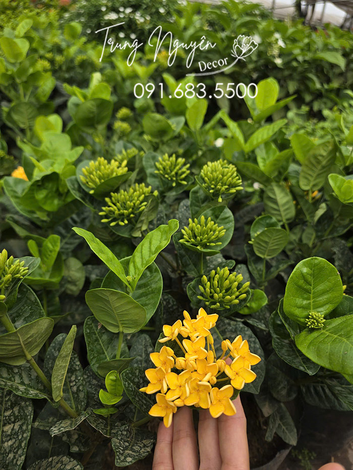 Cây Mẫu Đơn Hoa Vàng