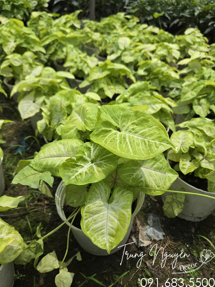 Cây Muống Nhật