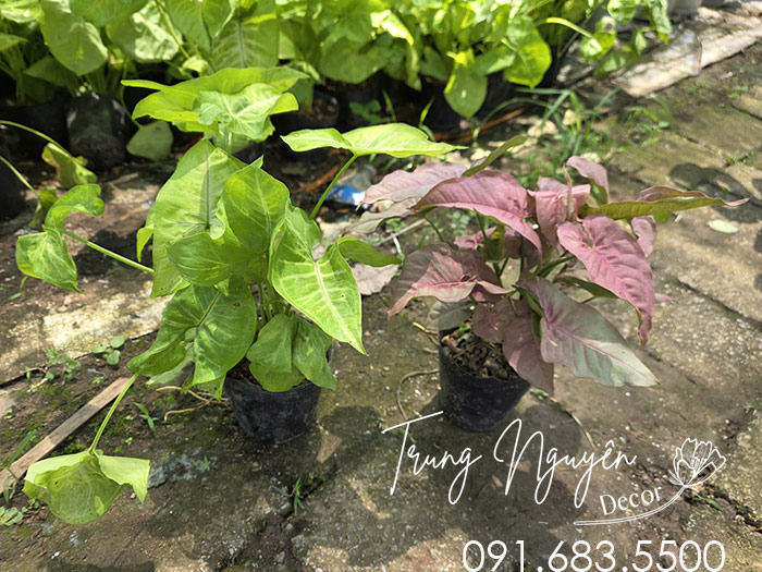 Cây Muống Nhật