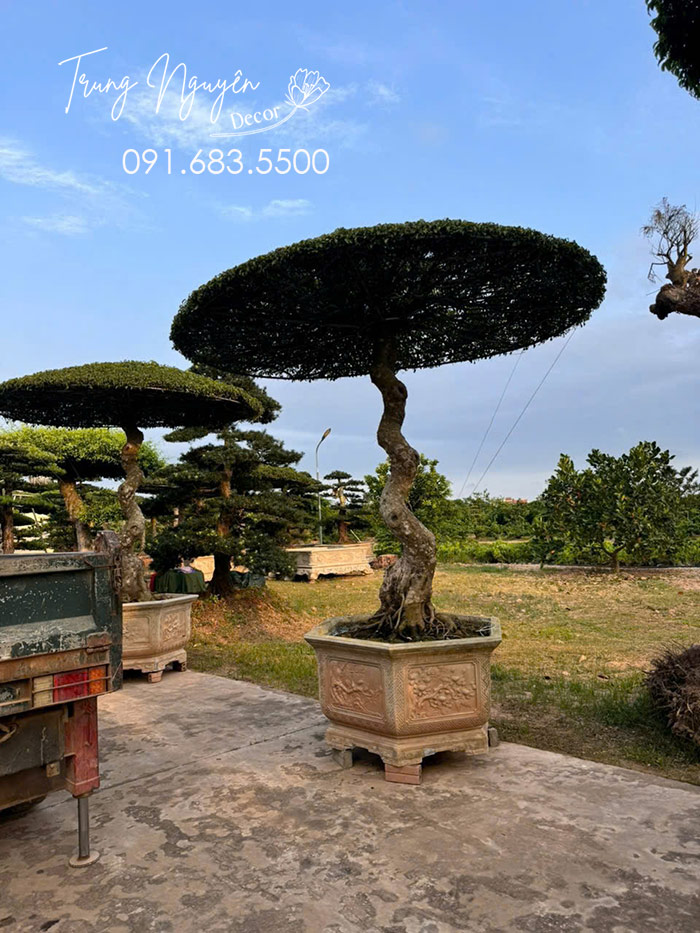 Cây Sang Lọng Dáng Ô