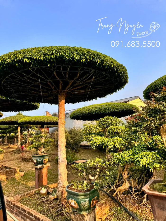 Cây Sang Lọng Dáng Ô