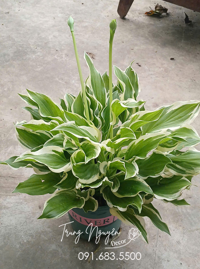 Cây Hoa Hosta