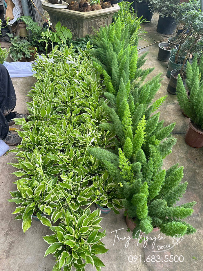 Cây Hoa Hosta