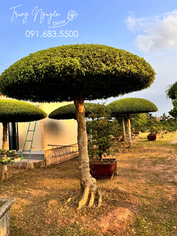 Cây Sang Lọng Dáng Ô