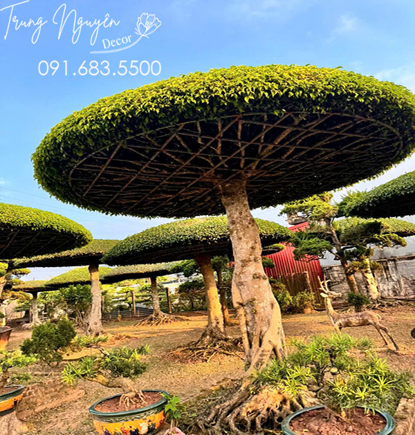 Cây Sang Lọng Dáng Ô