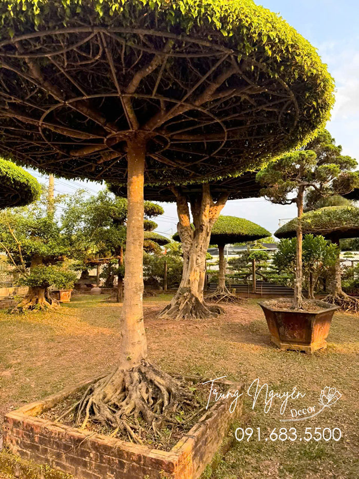 Cây Sang Lọng Dáng Ô