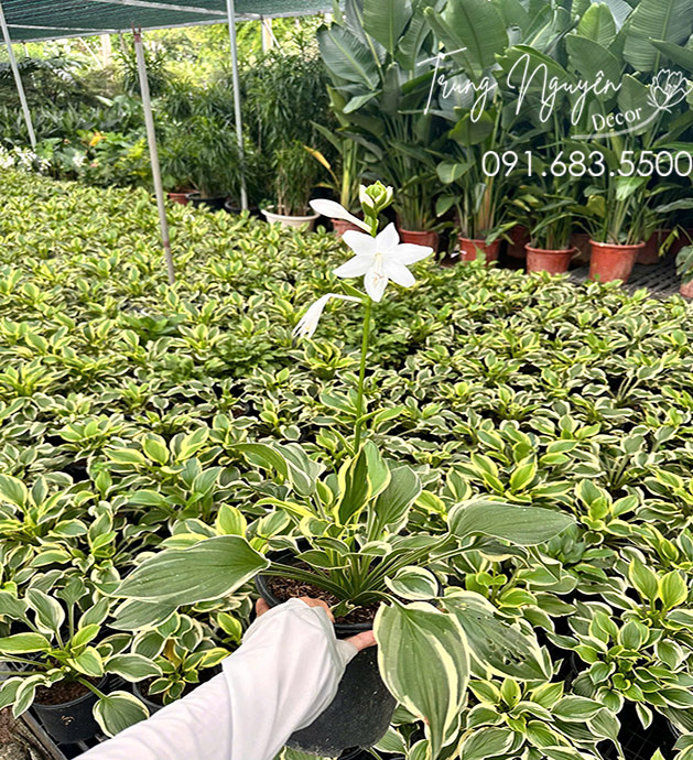 Cây Hoa Hosta