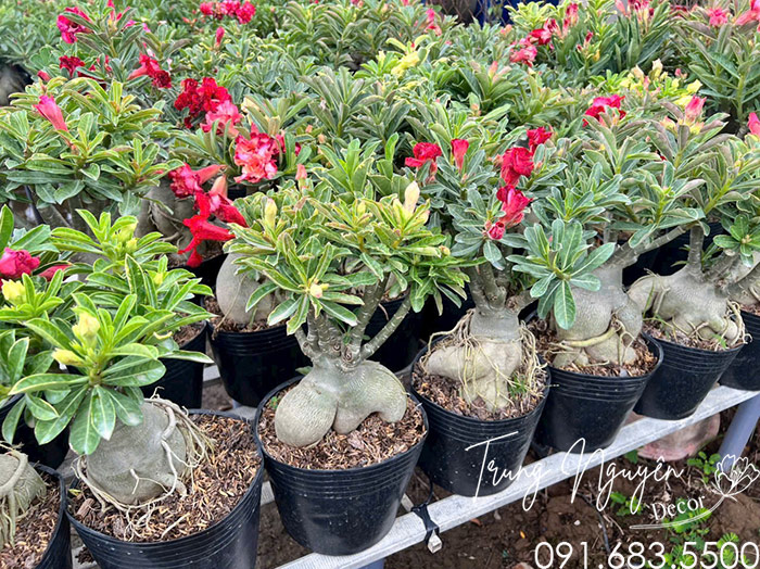 Cây Sứ Thái Mini