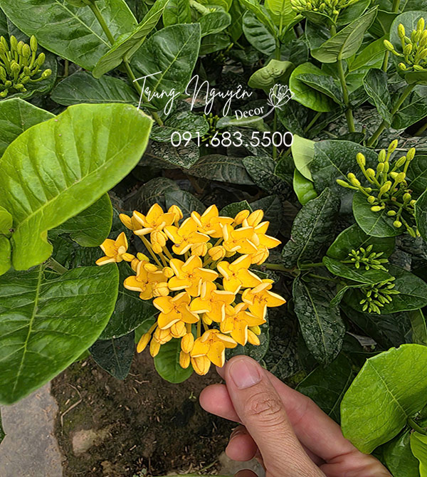 Cây Mẫu Đơn Hoa Vàng