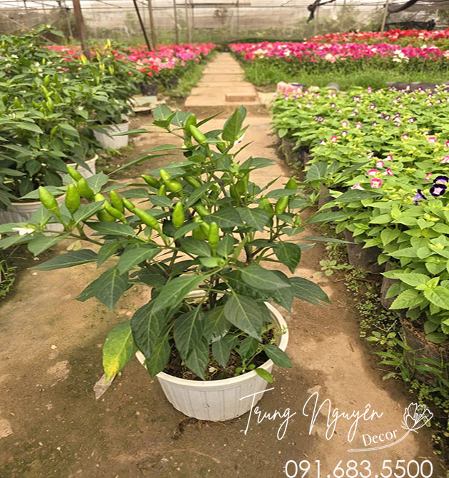 Cây Ớt Xiêm Xanh Siêu Cay
