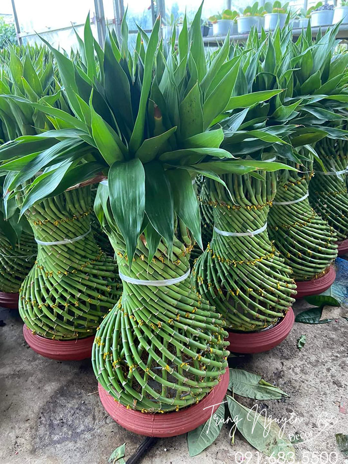 Cây Phát Tài Thanh Trúc