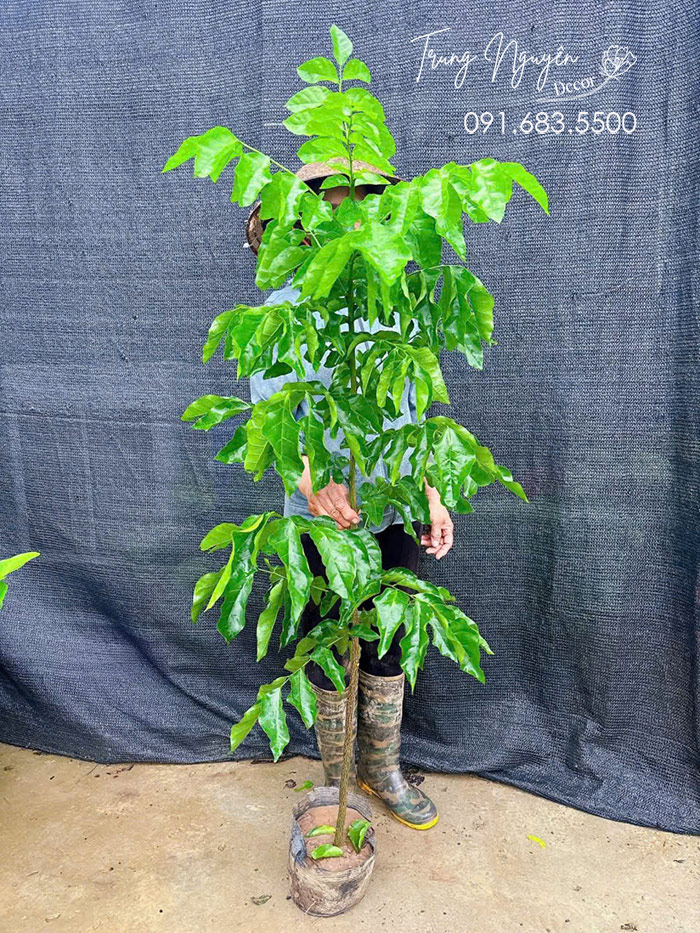 Cây Quất Hồng Bì