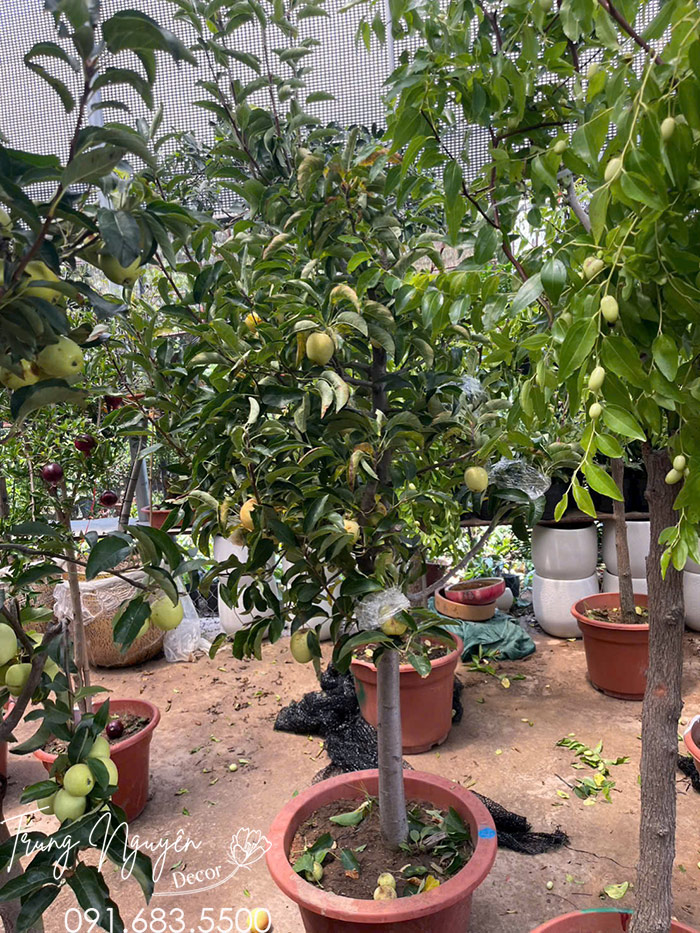 Cây Táo Đỏ Mỹ