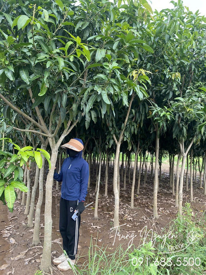 Cây Xoài Đài Loan