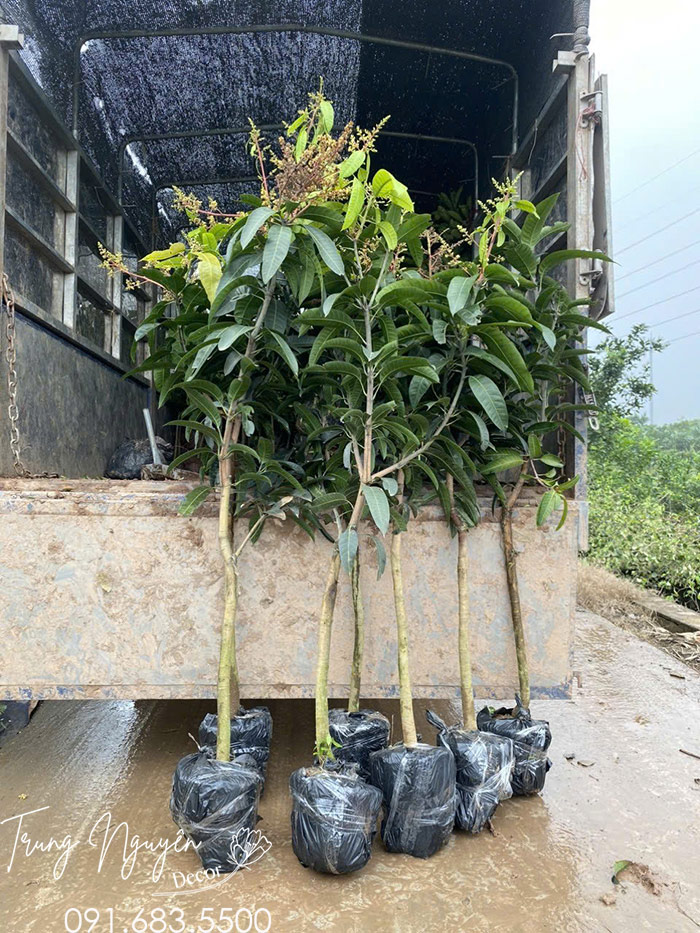 Cây Xoài Đài Loan