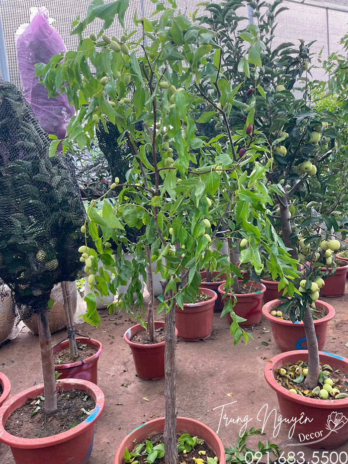 Cây Táo Hồng