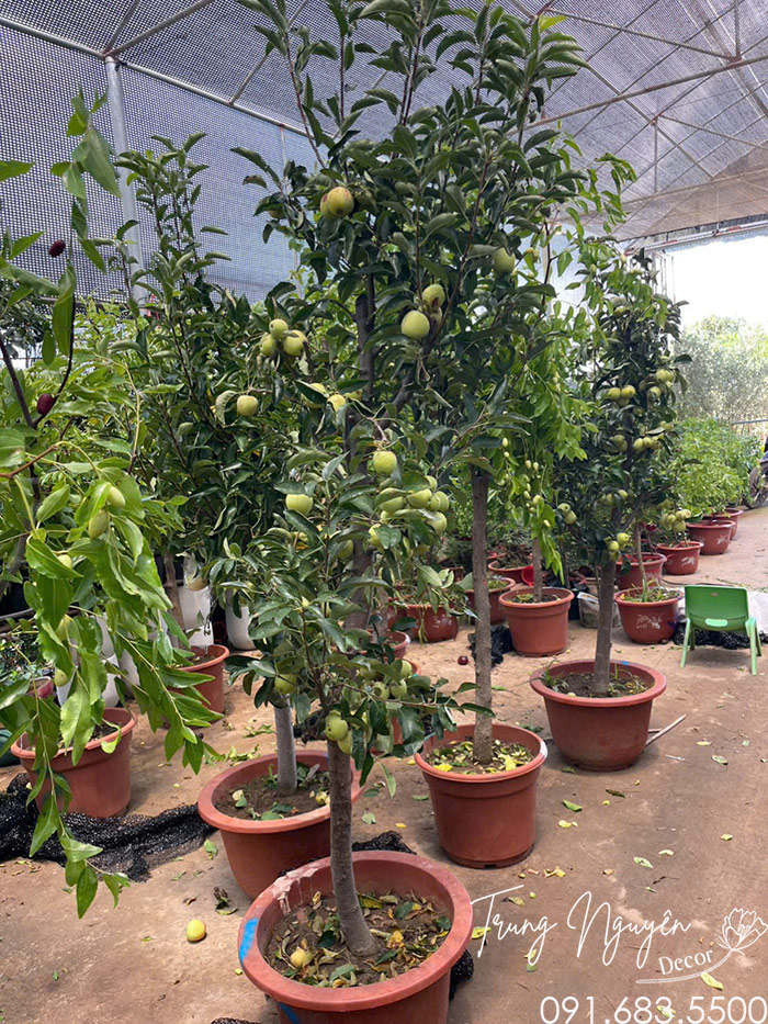 Cây Quất Hồng Bì