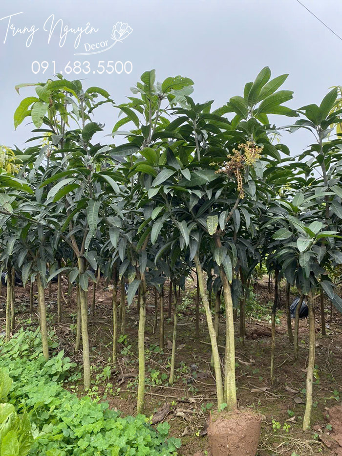 Cây Xoài Đài Loan