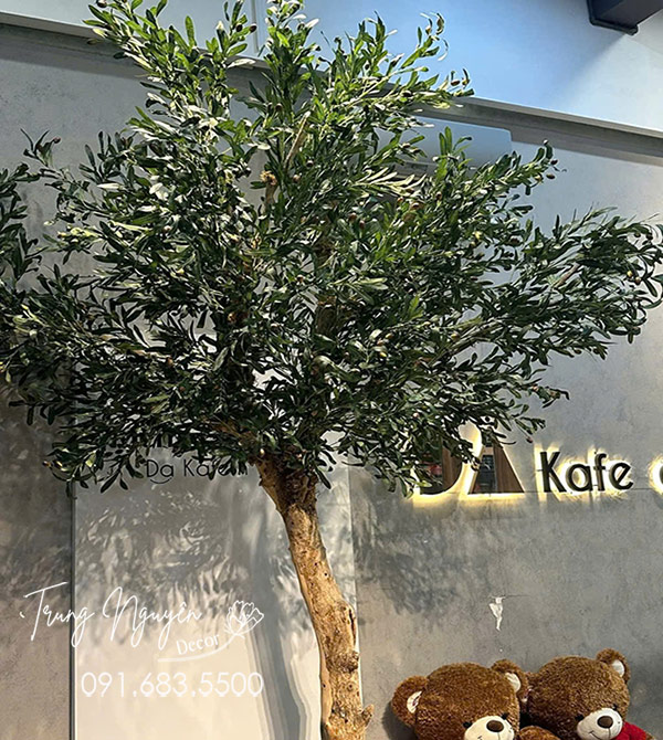 Cây Olive giả