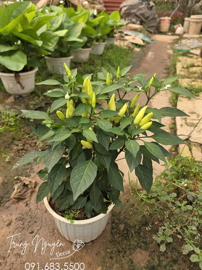 Cây Ớt Xiêm Xanh Siêu Cay