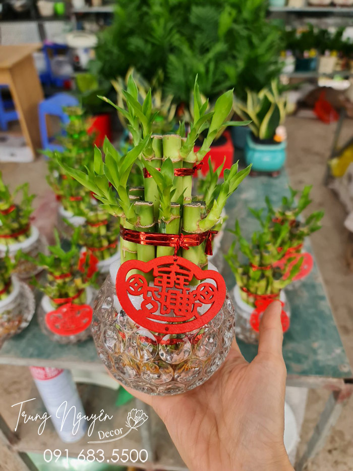 Cây Phát Tài Thanh Trúc