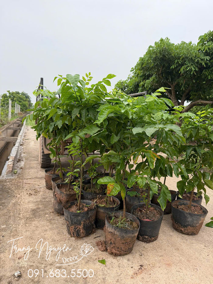 Cây Quất Hồng Bì