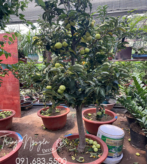 Cây Táo Đỏ Mỹ