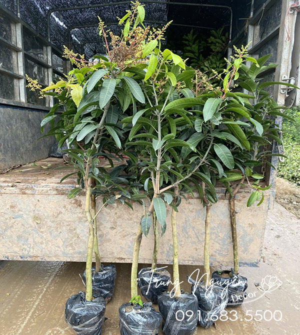 Cây Xoài Đài Loan