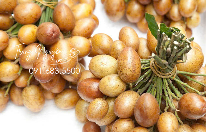 Cây Quất Hồng Bì