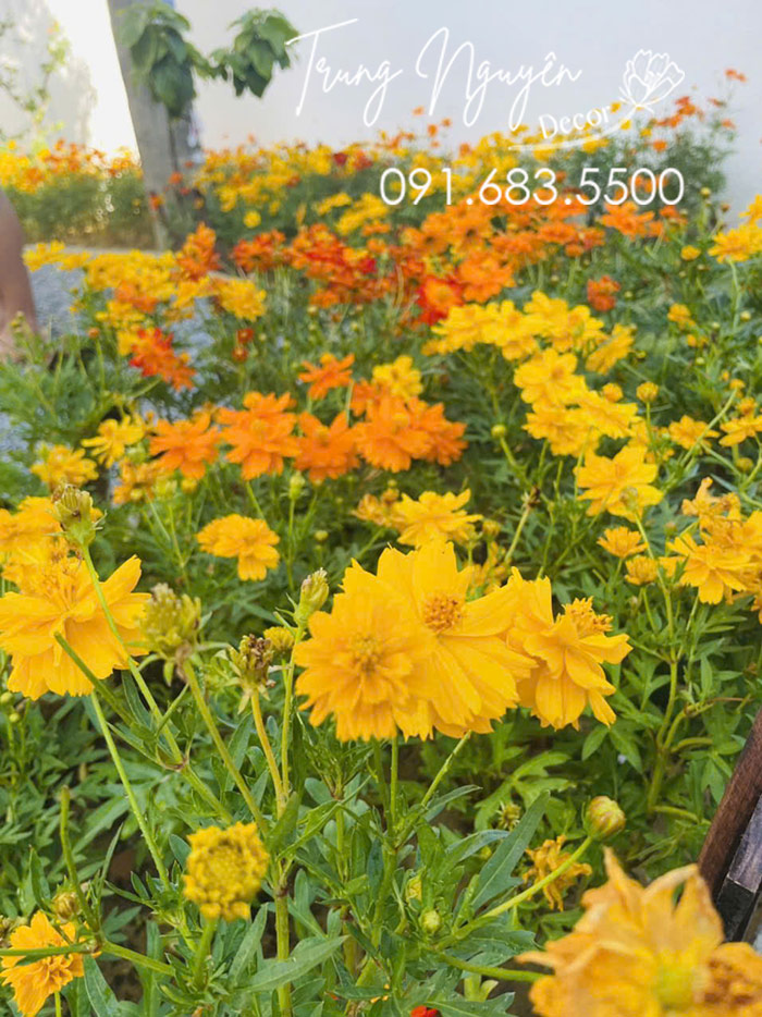 Cây cúc bướm hoa cam vàng