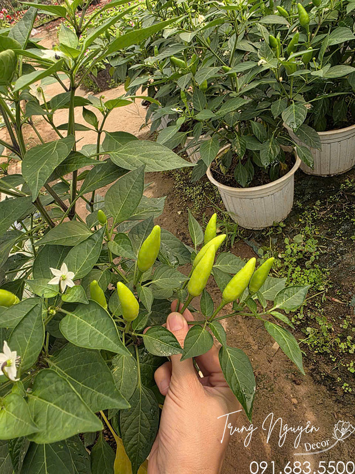 Cây Ớt Xiêm Xanh Siêu Cay