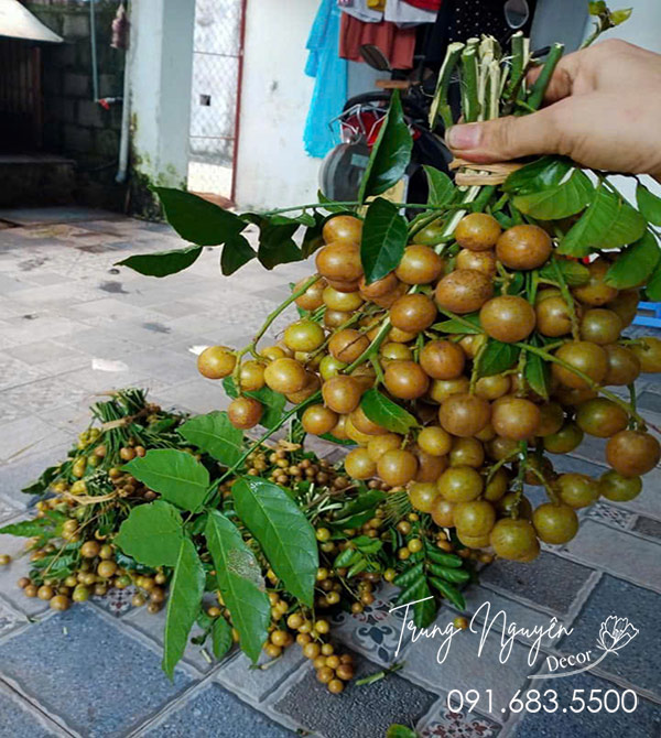 Cây Quất Hồng Bì