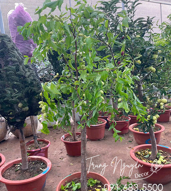 Cây Táo Hồng