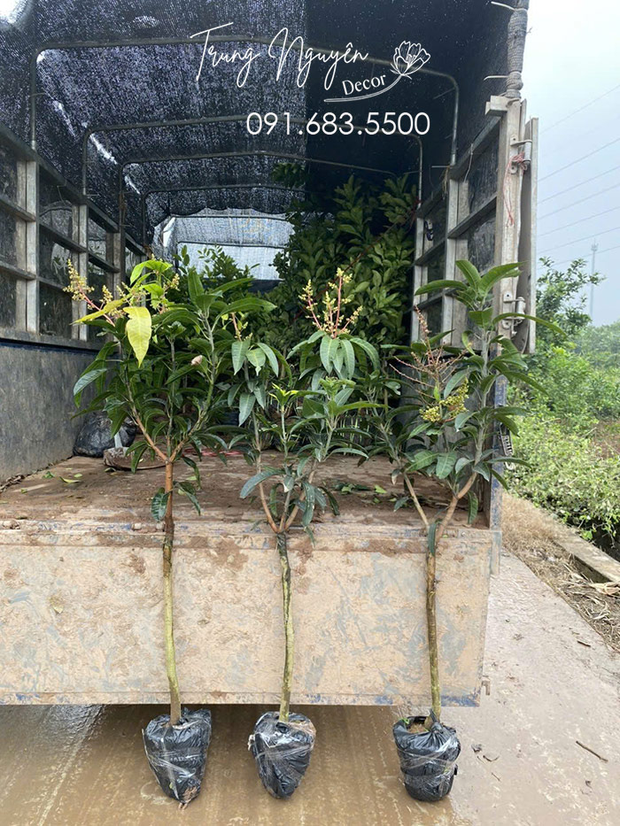 Cây Xoài Đài Loan