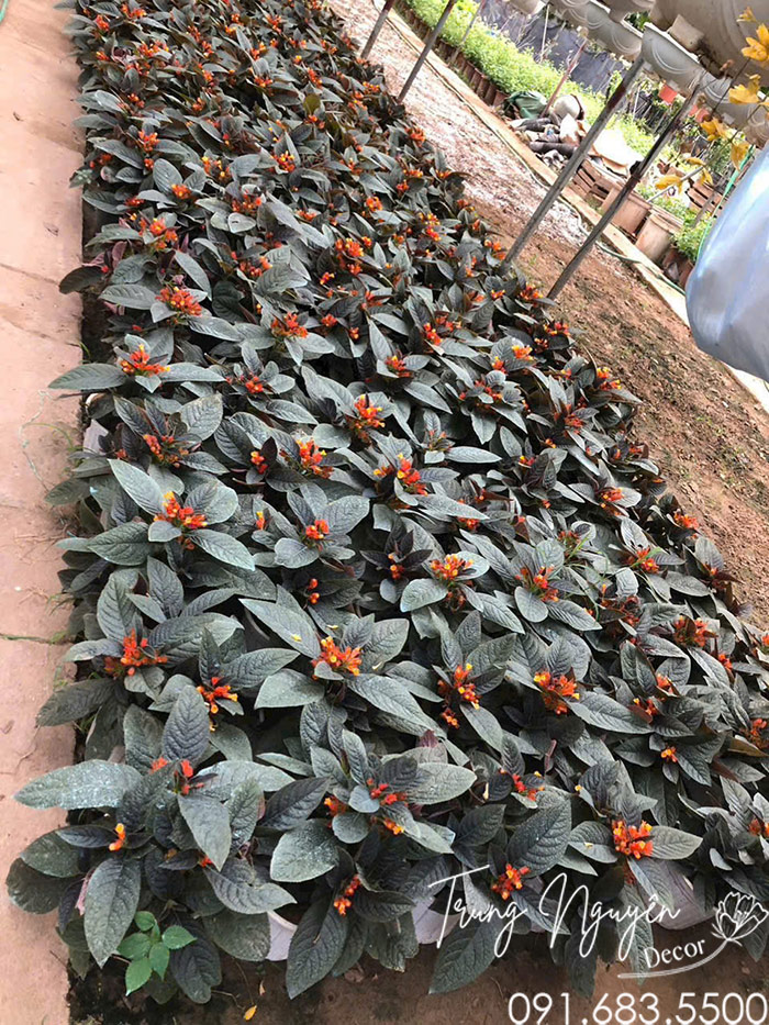 Cây Cẩm Nhung