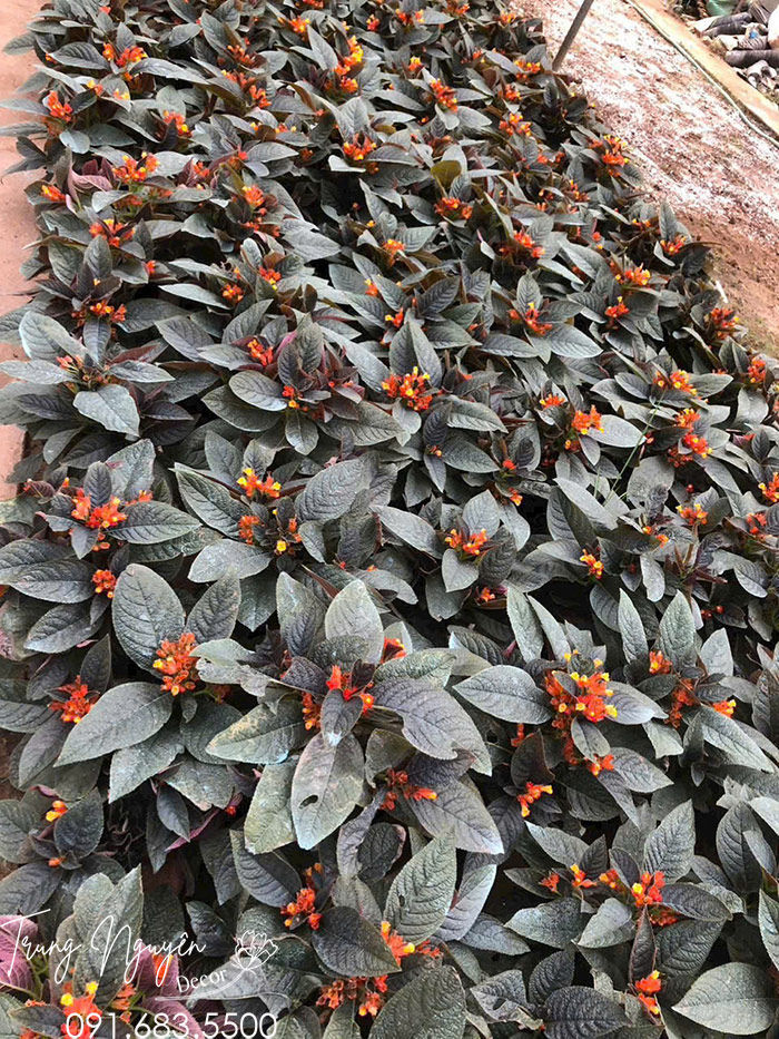 Cây Cẩm Nhung