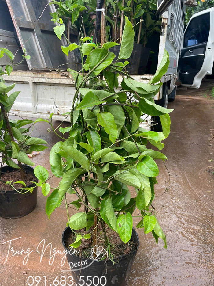 Cây Chanh Leo Vàng Ngọt