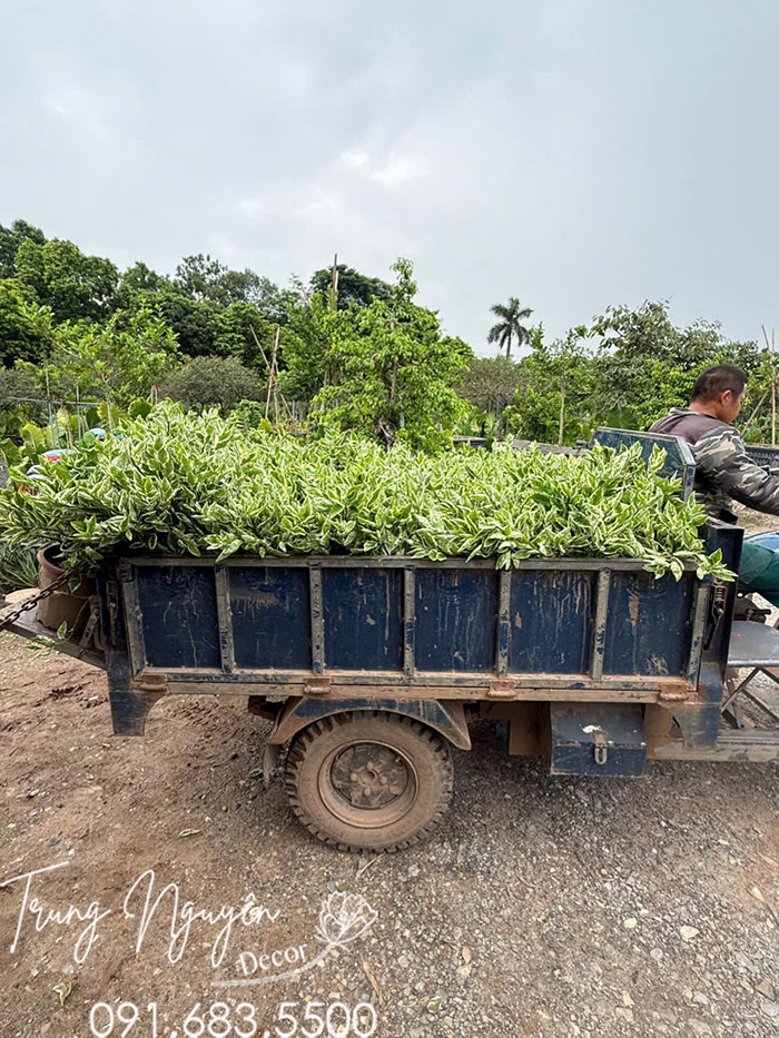 Cây Hồng Tước San Hô