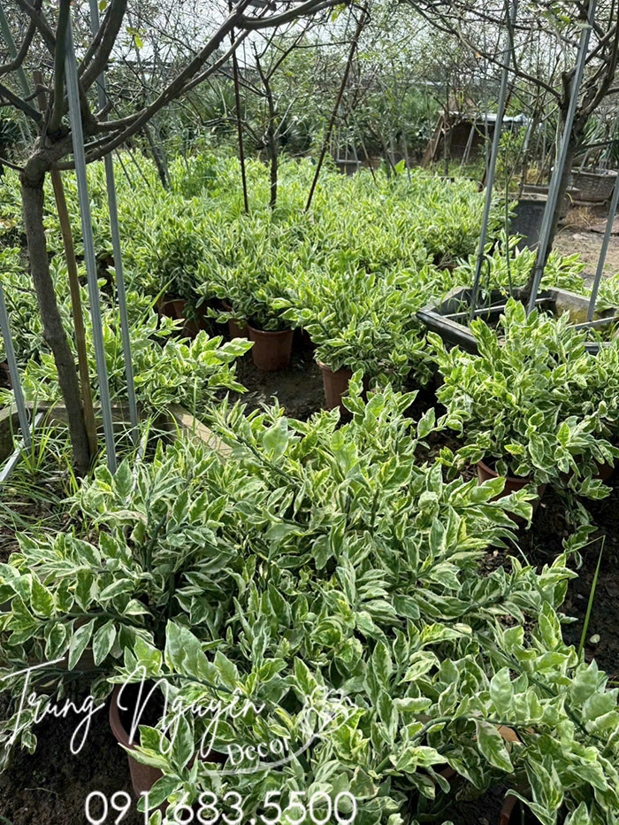 Cây Hồng Tước San Hô