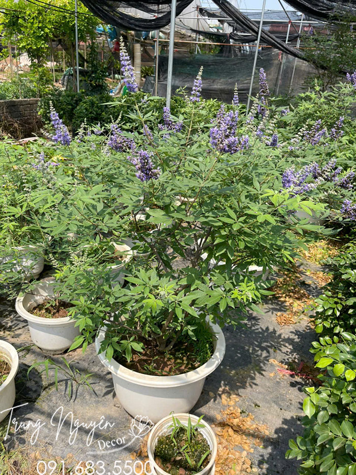 Cây Lavender Thân Gỗ