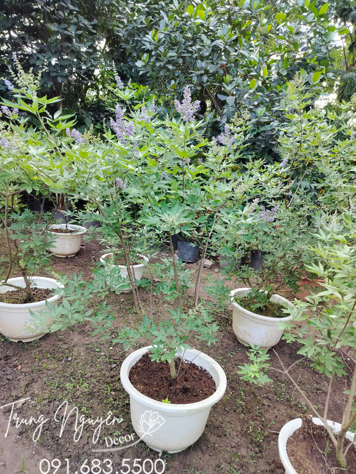 Cây Lavender Thân Gỗ