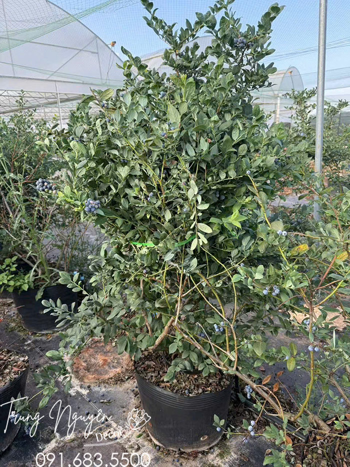 Cây Việt Quất