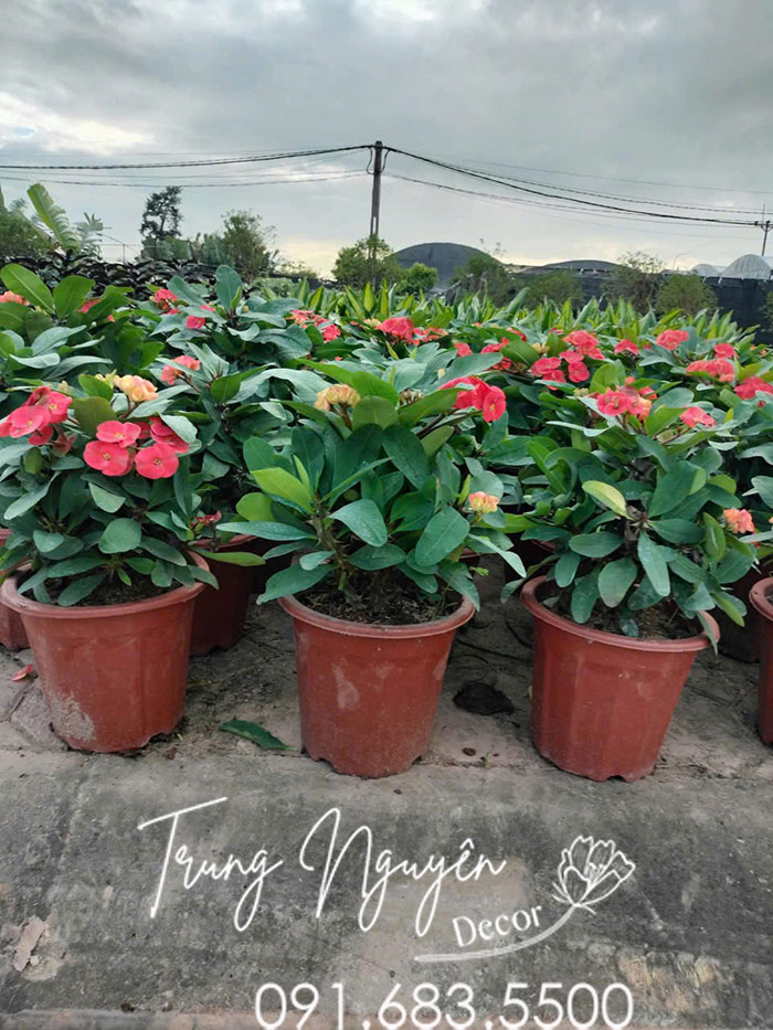 Cây Xương Rồng Bát Tiên