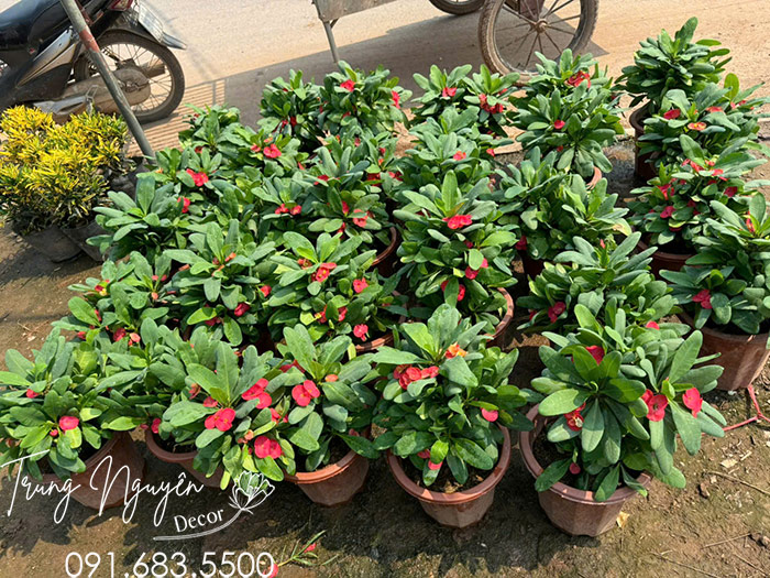 Cây Xương Rồng Bát Tiên